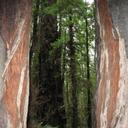 drew petersen - @NorCalDaddy420 - Twitter