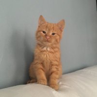 elton the cat(@orangeofaman) 's Twitter Profile Photo