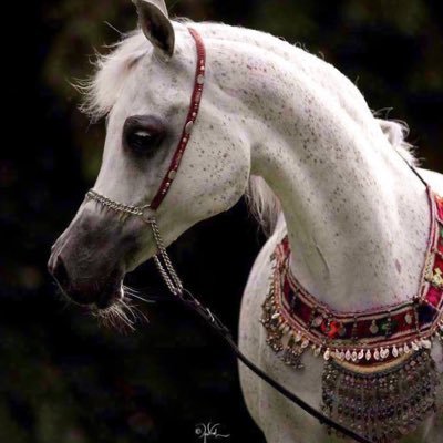 . مُهرة و تلعب في حشى كل خيال .. عشاقها واجد ، و ﻻ أحدن طالها ! 🤚🏻