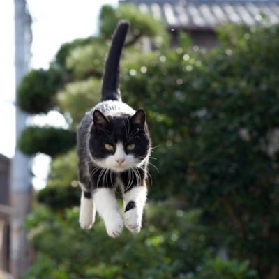 hurooringu1001's profile picture. 