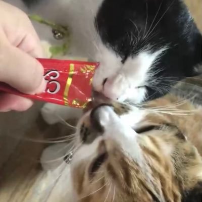 二匹の保護猫🐈🐈⬛#猫のいるくらし🫀手術後隠居生活。心霊👻YouTube見がち。芸人👬さんラジオ聴きがち。🇺🇸ドラマ見がち。ネトフリ・アマプラお薦め教えて⭐️別垢ログイン出来なくなったので、ここで #懸賞応募 #当選報告 致します。よろしくお願いします。無言フォロ-失礼します。