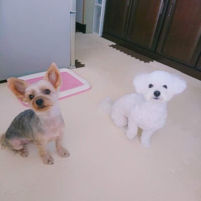 @tooSpe垢から犬専用垢作りました！
最近はほぼ見れていません;リプできない状態です…ごめんなさい;
たまーに犬画像投入します。
ぷりむ:ヨーキー2014/10/24生の女の子
ぽぽい:ビション2018/04/15生の女の子
生き物を愛する人へ無言フォローしちゃうかも(＊´ｖ｀)