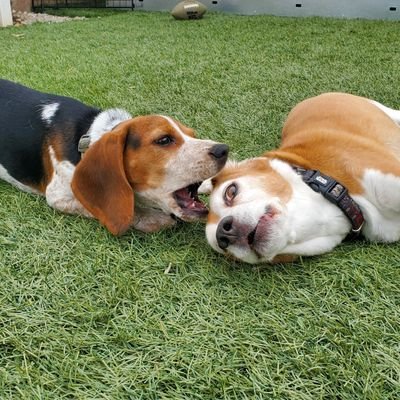 2 Beagles, Duke the puppy and Daisy the Queen who prefers not to be bothered by Duke.