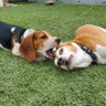 DaisyDukeBeagle's profile picture. 2 Beagles, Duke the puppy and Daisy the Queen who prefers not to be bothered by Duke.