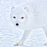 S3v3ru5 (@s3v3ru5_) 's Twitter Profile