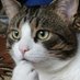 いえねこ(◆s3XYIGFTXo) (@kiddo7tk) Twitter profile photo いえねこ(◆s3XYIGFTXo) (@kiddo7tk) Twitter profile photo