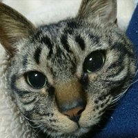 猫のニオイ (@lighfljwpfajfqc) 's Twitter Profile
