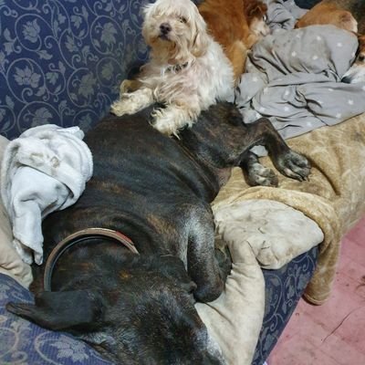 MuttsScruffy's profile picture. hello to all, we are over 100 animals living in peace, well nearly,  together in Sicily. thanks for your support 💗🐕
PayPal susan.mathieson@gmail.com