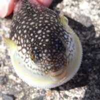 ぎんぽ (@tidepool_gunnel) 's Twitter Profile