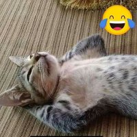AslimAsli (@aslimasli7) Twitter profile photo