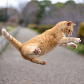 MWC32667410's profile picture. にゃーん