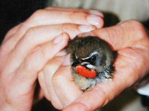 KKomine's profile picture. 将棋・詰将棋・チェスなどボードゲーム好き／そろそろ囲碁も勉強してみようかな／洋楽（主に'60s-'80s）／ZARD・坂井泉水さんの大ファン／ネコ／読書（社会科学系）／社会や政治や人権を一緒に考えられる場を作りたい