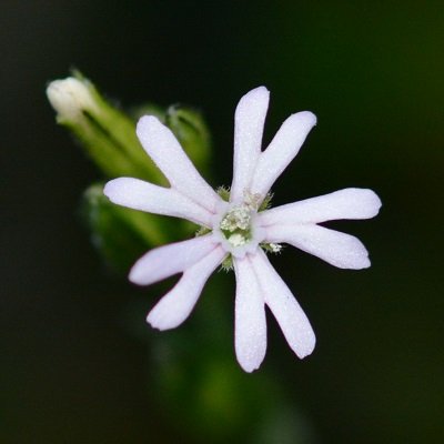 植物／昆虫／魚／野鳥
雪国の民になりました