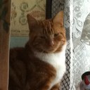 Dawn Gallant - @mitzie123 - Twitter