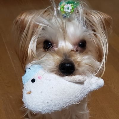 らっしぃ On Twitter 似合う スターウォーズ ヨークシャーテリア ペット ペット洋服 いぬすたぐらむ Https T Co T0wvlzzplu