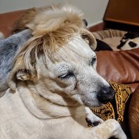 CLAWSA_Adoptions (@claw_adoptions) 's Twitter Profile Photo CLAWSA_Adoptions (@claw_adoptions) 's Twitter Profile Photo