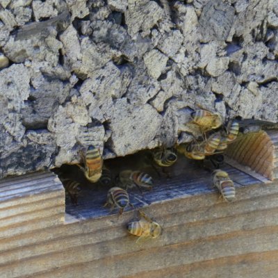 Using the latest research in honey bee biology to design bee-friendly and beekeeper-friendly hives.