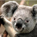 allentsau's profile picture. yet another monkey