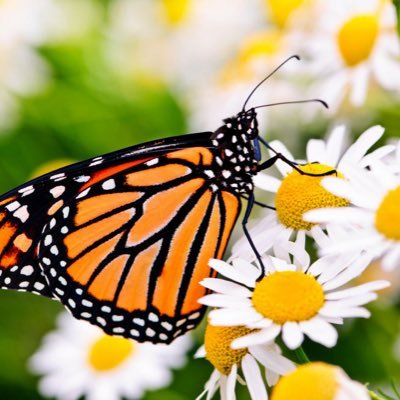 MsQueenKay7's profile picture. A WOMAN who walks in PURPOSE doesn't have to chase people or opportunities. Her LIGHT causes people and opportunities to PURSUE her.