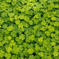 Bettler Kleefelder (@kleefelder1) Twitter profile photo