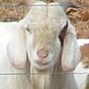 David Thorn - @PogoPup - Twitter