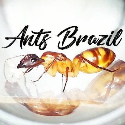 Hey! Welcome to the official twitter for the Ants Brazil YouTube Channel.

YouTube: https://t.co/vY8w2tkZiN