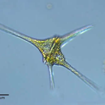 About me: I am in the phylum Dinoflagellata, I reproduce asexually via fission, I have an armored Cell Wall and 2 flagella to move, I feed on other protists yum