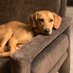 Mary 🕊️✌🏻💐❤️🐶🐾⚖️☮️💙 (@maryandwinnie) Twitter profile photo Mary 🕊️✌🏻💐❤️🐶🐾⚖️☮️💙 (@maryandwinnie) Twitter profile photo
