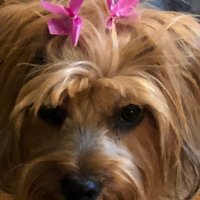 Chloe` Nichole (@boogie30533) 's Twitter Profile