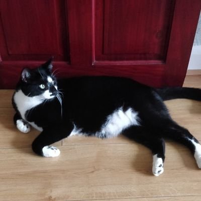 Shuttlebus19's profile picture. 