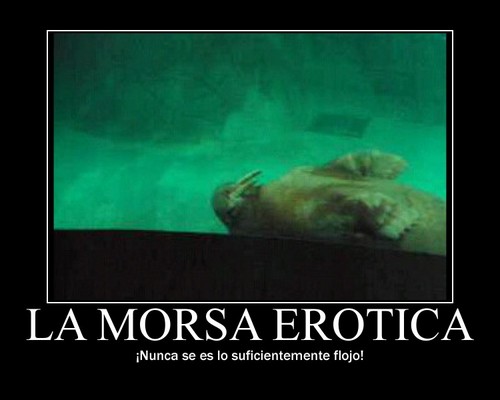 Soy una morsa solo que un poco más sexy que las demás. Te demostraré que todos pueden ser tan flojos como una morsa. Soy tu pero morsificado.