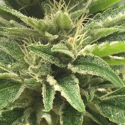 🌍 #Weed | #Maine | #Travel | #Marijuana | #Smokeweed | #Ganja
#Bitcoin | #420 | #GrowingMarijuana | #Dabs| #influencer | #Promotion
#Hightimes 🌍