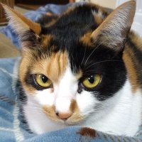 ペペココ (@pepekoko3) 's Twitter Profile Photo