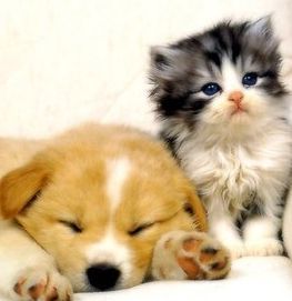 The best cute pet news every day. We are pet news aggregators and animal lovers. Will follow back!