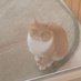 Felius Catus (@salemnoncomedo) Twitter profile photo Felius Catus (@salemnoncomedo) Twitter profile photo