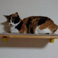 にゃんこ🐈(@MikenekoNyanko2) 's Twitter Profile Photo