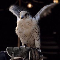 راعي شلوى (@kkkdssdk) 's Twitter Profile