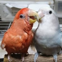 J・アシスト (@bcmiroku) 's Twitter Profile