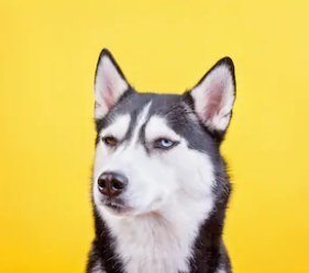 Crazy dog photos and gifs, interesting facts and fresh articles about dog care every day! 🐶