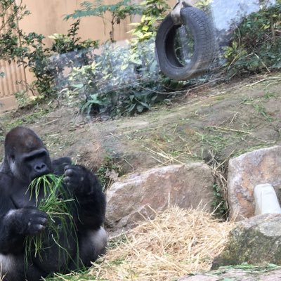 psygollira's profile picture. 久々に児相心理職に復帰でき、ダラダラしています。いろいろ教えてください。 ベイズも興味があるが、手を出す余裕なし。 衝動的に思うことを呟いたり、急にフォローをしたりします。申し訳ありません。悪気はありません。仕事の話もしますが、基本架空事例です。／ゴリラの綴り間違えてたことに気付く