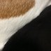 cococo (@cowcowchoco9) Twitter profile photo cococo (@cowcowchoco9) Twitter profile photo