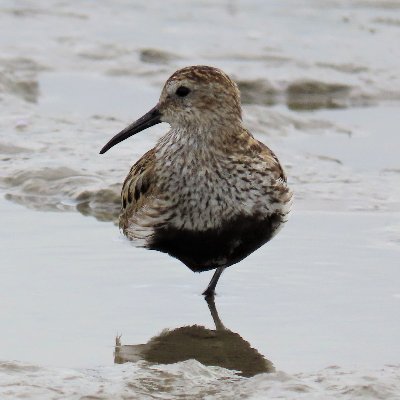 Shorebird and Intertidal Ecosystems Research Group
@cienciasulisboa | @CESAM_Univ