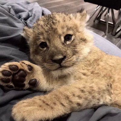 chenguojian1's profile picture. 