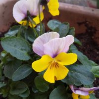 c-mama (@cmama41566238) Twitter profile photo