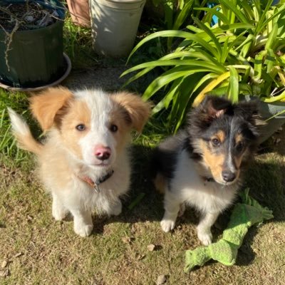 シェルティ🐶クッキー（2019.07.17〜）とボーダーコリー🐶ミルキー（2019.09.15〜）の日常🏠 🌈シェルティ🐶ナンキー ボーダーコリー🐶リッキー🌈 シェルティ、ボーダーコリーを見かけると無言フォローしちゃいます😢💘すみません🥺