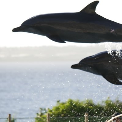 johnlevel1027's profile picture. 風景、競馬、そしてサッカー instagram → johnlevel1027 基本的に自分で撮ったものしかあげません。Jリーグの面白さは世界一。 愛機 LUMIX DC-G9PRO 大阪近郊、少年サッカー等撮影承ります。 詳しくはDMください。 #日本にはJリーグがある