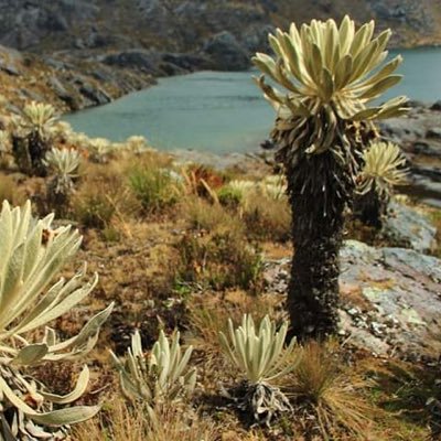 Economista, integrante del Comité Defensa del Agua y Santurbán. Cuidado de la madre tierra, Anterior cta twitter me 🚫.Opinión personal. Etapa “Felicidad”.