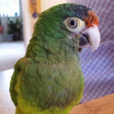 Musk can eat a big ol' bag of dicks.
You can't take me too seriously, I'm a conure. I basically just yell alot and shit all over the place.

https://t.co/GQ3YQgIzne