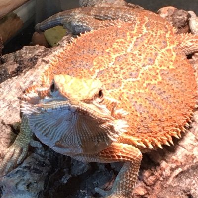 Calcium Collectorさんのプロフィール画像