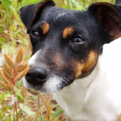 Thinkargentinaa's profile picture. le ladro a los chorros